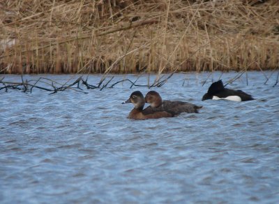 Ringsnaveleend / Ring-necked Duck