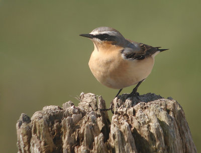 Tapuit / Northern Wheatear