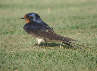 Boerenzwaluw / Barn Swallow