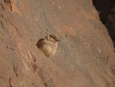 Woestijnleeuwerik / Desert Lark