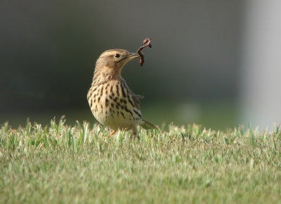 Roodkeelpieper / Red-throated Pipit