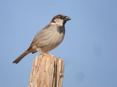 Huismus / House sparrow