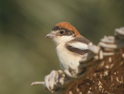 Roodkopklauwier / Woodchat Shrike