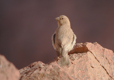 Sinairoodmus / Sina Rosefinch