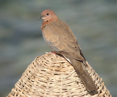 Palmtortel / Laughing Dove