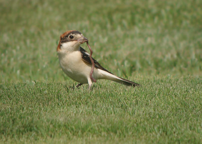 Roodkopklauwier / Woodchat Shrike