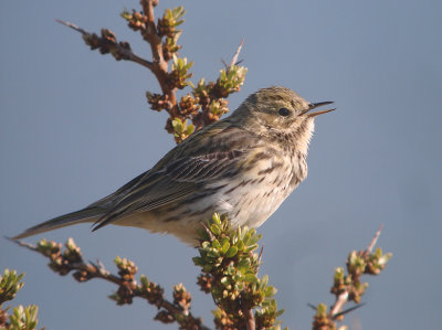 Graspieper / Meadow Pipit