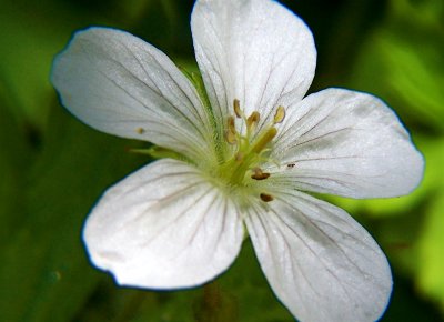 Geranium.JPG