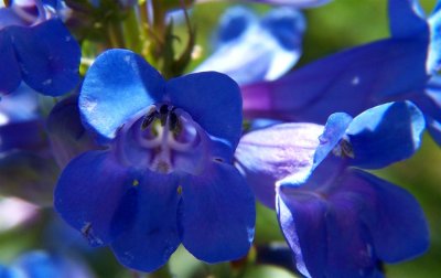 Penstemon?.JPG