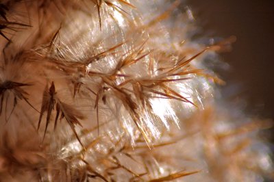 Bear Grass