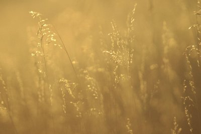 Golden Grass.jpg