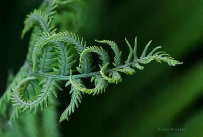 20090624-Fern001c.jpg