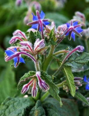 20090729-Borage001.jpg