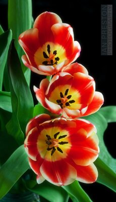 20100407-Tulips001a.jpg