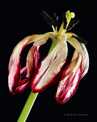 20100414-Tulips202a.jpg