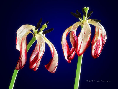 20100414-Tulips203.jpg