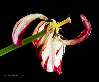 20100414-Tulips204.jpg