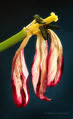 20100414-Tulips207.jpg