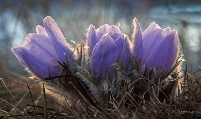 20100415-Crocus001a.jpg
