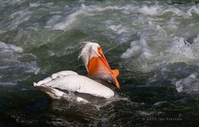 20100417-PelicanFishing001.jpg