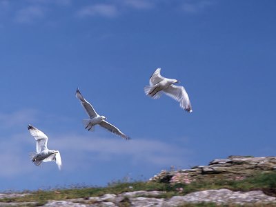 1979-Tintagel02a.jpg