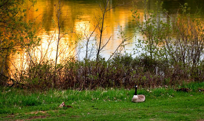 20070505-Goose-001.jpg