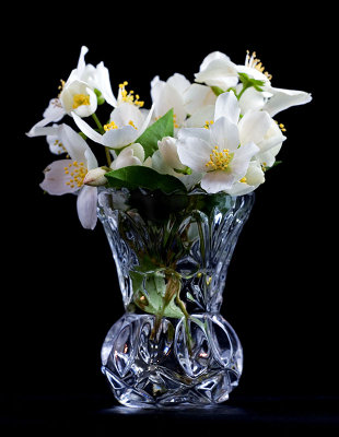 20070627-Dogwood001.jpg