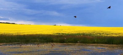 20070709-Canola001.jpg
