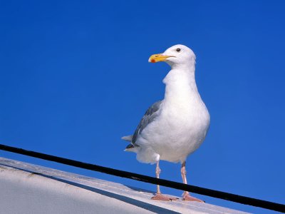 GeorgiaStrait-gull.jpg