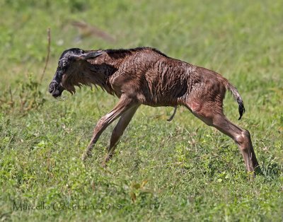 NEWBORNS in Ngorongoro/Serengeti