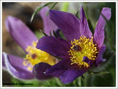 Anmone pulsatille /  Pulsatilla vulgaris