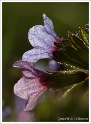 Pulmonaire / Pulmonaria