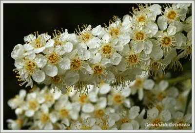 Cerisier de Virginie / Prunus virginiana