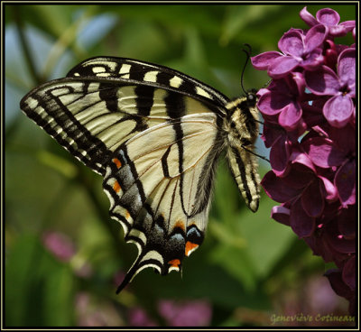 Papillon tigré du Canada / Papilio canadensis