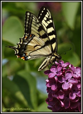 Papillon tigré du Canada / Papilio canadensis