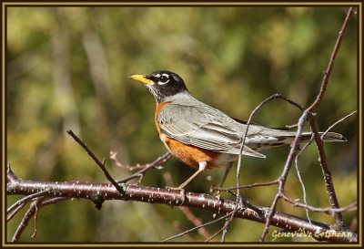 Merle d'Amérique / Turdus migratorius