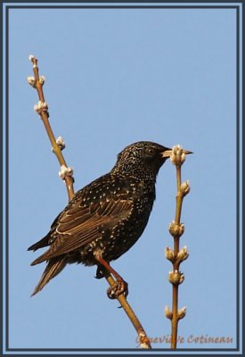 Étourneau Sansonnet / Sturnus vulgaris