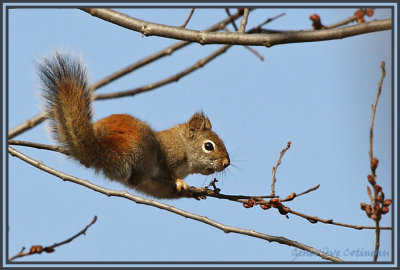 cureuil roux / Tamiasciurus hudsonicus