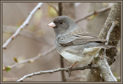 Junco ardoisé / Junco hyemalis