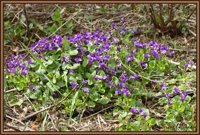 Violette odorante / Viola odorata