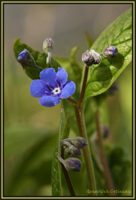 Omphalode vernale / Omphalodes verna