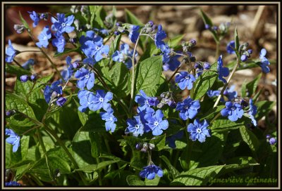 Omphalode vernale / Omphalodes verna