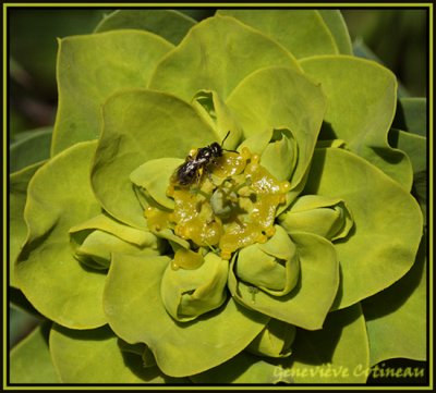Euphorbe myrsinites  / Euphorbia myrsinites