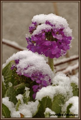 Primevre denticule / Primula denticulata