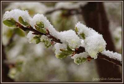 Boutons floraux de prunier