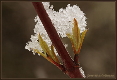 Cornouiller / cornus