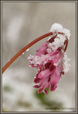 Dicentra formosa