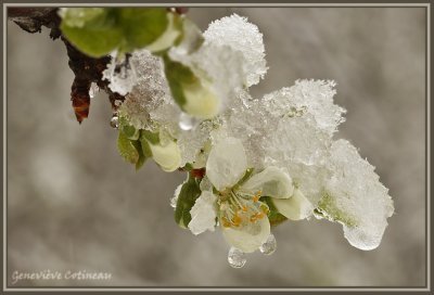 Fleurs de Prunier