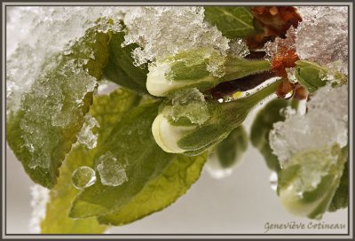 Boutons floraux de prunier