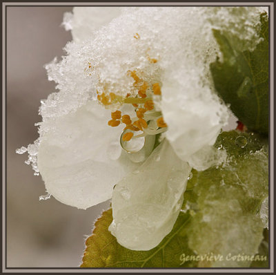 Fleur de Prunier